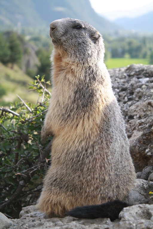 Marmotte